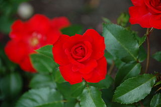 RedRoses